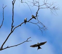 Cheramoeca leucosterna