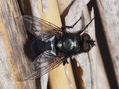 Protophormia terraenovae