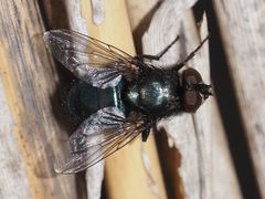 Protophormia terraenovae