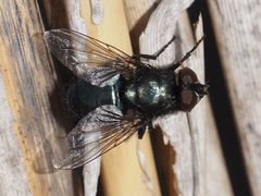 Protophormia terraenovae