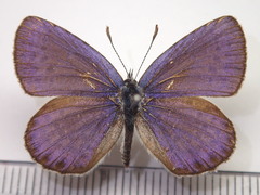 Plebejus argyrognomon