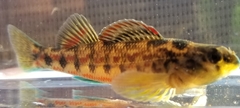 Etheostoma chermocki