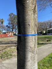 Tracheophyta