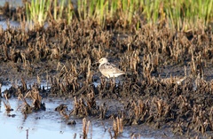 Calidris canutus rufa