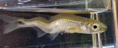 Notropis stilbius