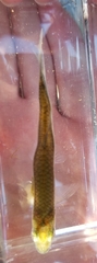 Notropis stilbius
