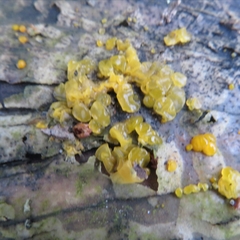 Dacrymyces lacrymalis