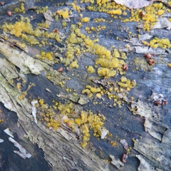 Dacrymyces lacrymalis