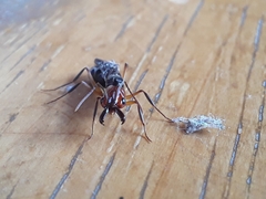 Odontomachus erythrocephalus