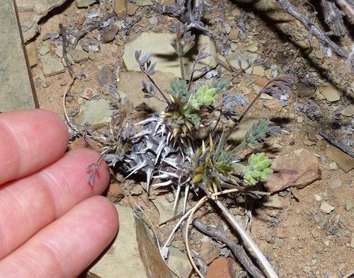 Pelargonium hystrix