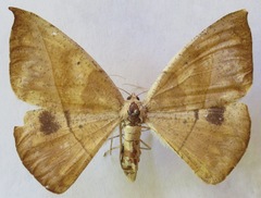 Oxydia agliata