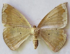 Oxydia agliata