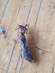 Odontomachus erythrocephalus