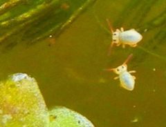 Sminthurides aquaticus