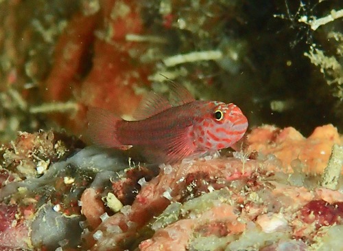 Fang's pygmygoby (Trimma fangi) — Gobiidae — 4