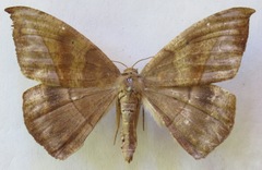 Oxydia agliata