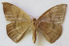 Oxydia agliata