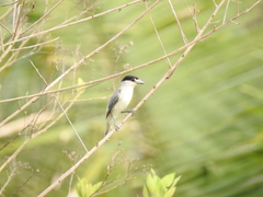 Pachyramphus rufus