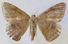 Oxydia agliata