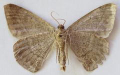 Oxydia agliata