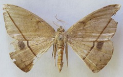 Oxydia agliata