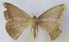 Oxydia agliata