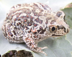 Pelobates vespertinus