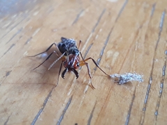 Odontomachus erythrocephalus