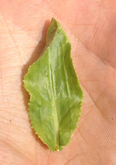 Gentianopsis barbata