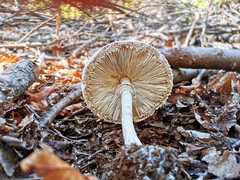 Macrolepiota bonaerensis