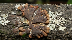 Hypocreopsis amplectens