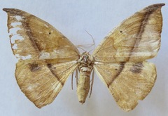 Oxydia vesulia