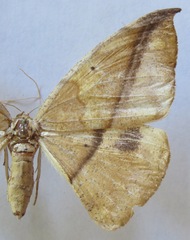 Oxydia vesulia