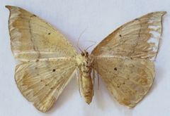 Oxydia vesulia