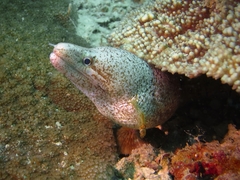 Gymnothorax zonipectis