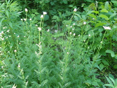 Tanacetum coccineum
