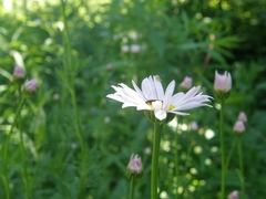 Tanacetum coccineum