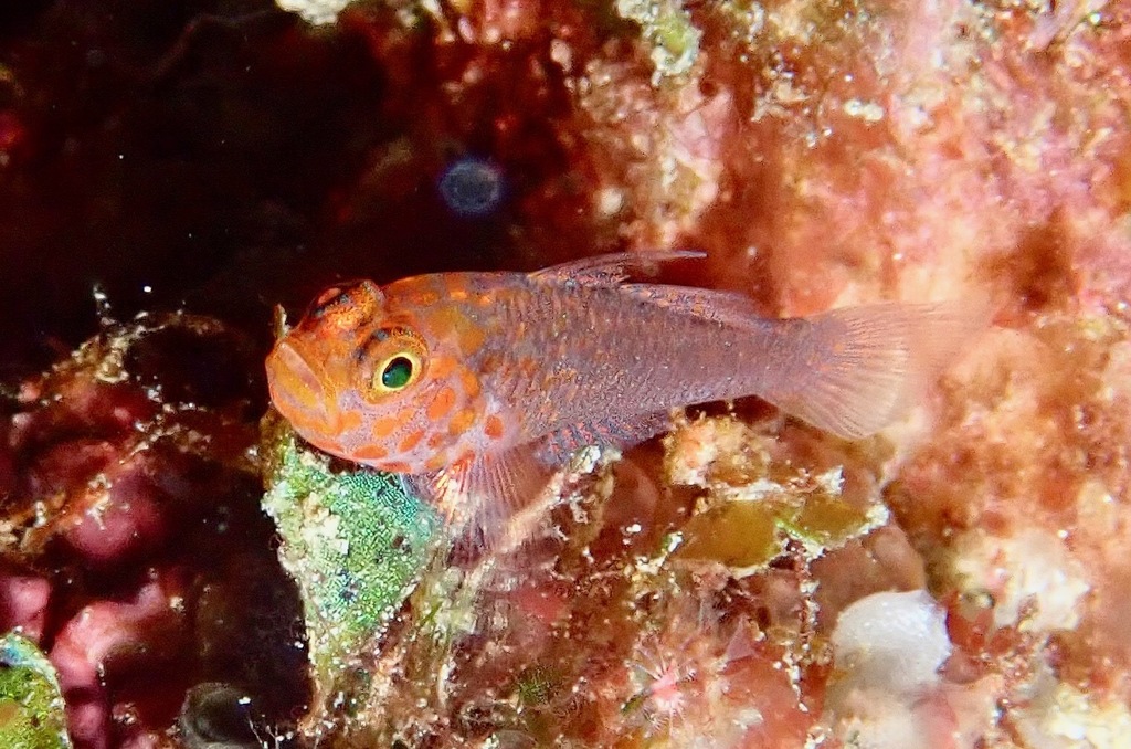 Fang's Pygmy Goby