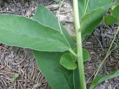 Euphorbia squamosa