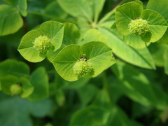 Euphorbia squamosa