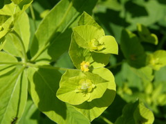 Euphorbia squamosa