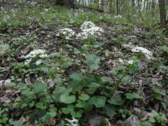 Pachyphragma macrophyllum