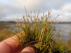 Eleocharis parvula