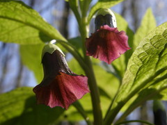 Scopolia caucasica