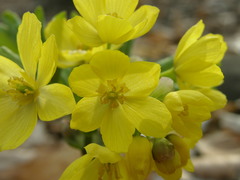 Gymnospermium smirnowii