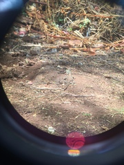 Agama dodomae dodomae