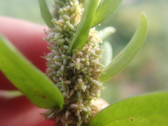 Rumex persicarioides
