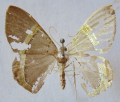 Phrygionis privignaria