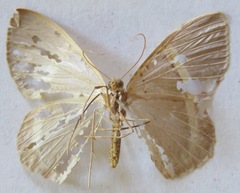 Phrygionis privignaria