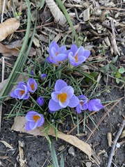 Crocus atticus